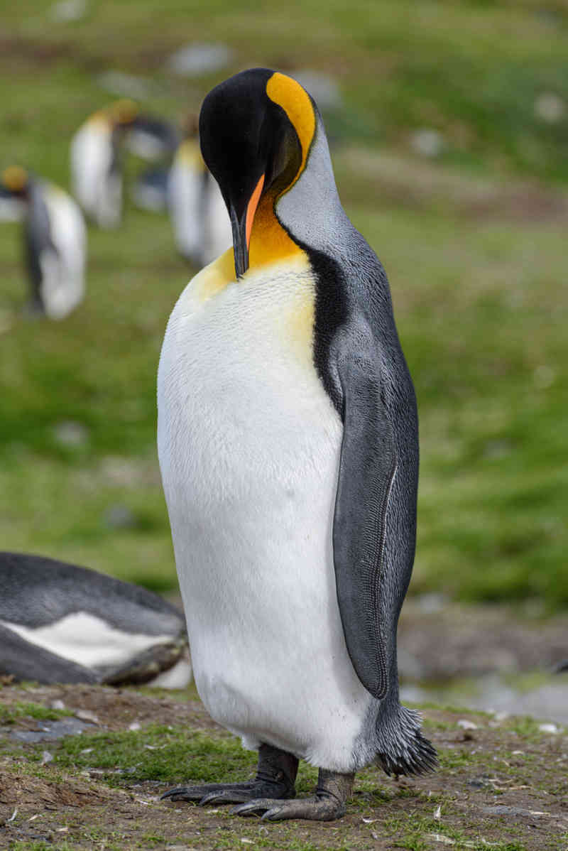Pingüino Rey - islas Georgias del Sur 029.jpg